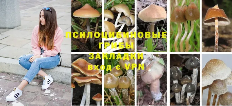 Псилоцибиновые грибы Psilocybine cubensis  Кондопога 