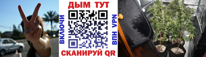 МАРИХУАНА сатива Кондопога